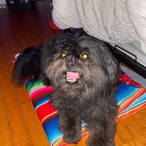 Meet your Posher, Ava